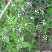 <i>Pimpinella heyneana</i>  (DC.) Benth. & Hook.f.